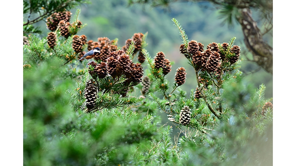 赤腹山雀與臺灣油杉毬果。圖片來源：翁恒斌。
